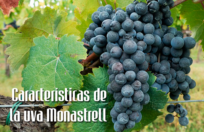 Analizamos la variedad de uva Monastrell