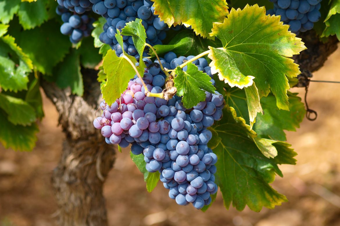 ¿Cómo se elabora un buen vino tinto?
