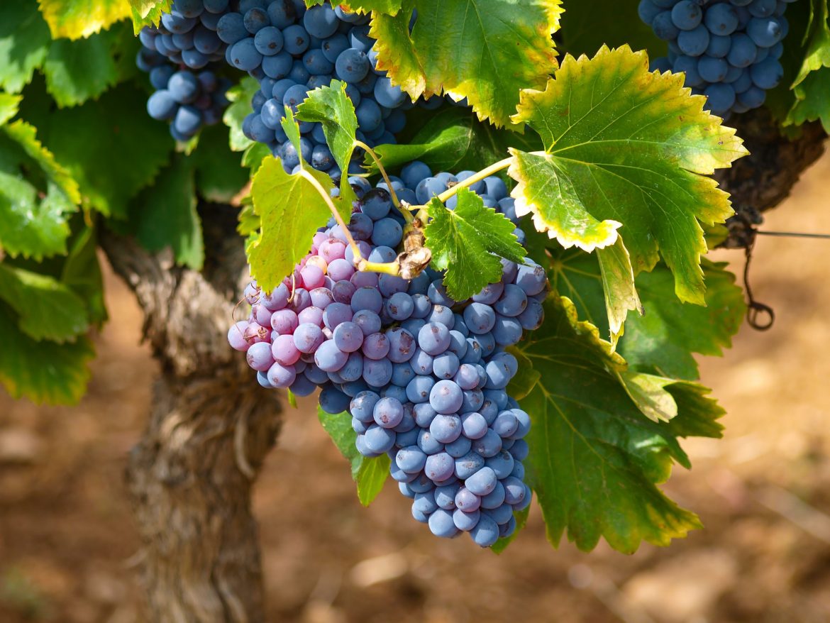 vino tinto